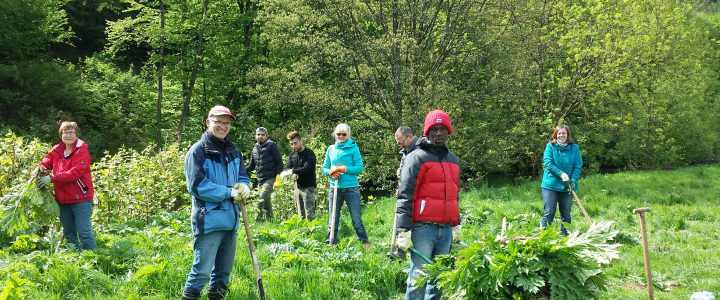 Flüchtlinge helfen bei Beseitigung Herkulesstaude an der Agger